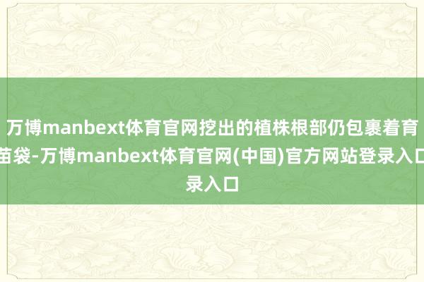 万博manbext体育官网挖出的植株根部仍包裹着育苗袋-万博manbext体育官网(中国)官方网站登录入口